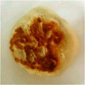 mirch's cooksnap of when they made 残りもので簡単おやき☆.