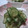 kachimachi's cooksnap of when they made きゅうりのごま油和え.