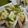solapapa's cooksnap of when they made かまぼこに数の子マヨ詰め✿.