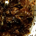 sunggle's cooksnap of when they made 昆布のしっとりふりかけ.