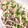 世界のヤマカチ's cooksnap of when they made *簡単美味しい！イカの大根おろし詰め*.