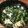 ごにょ's cooksnap of when they made 大根葉と油揚げの煮浸し.