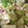 クック6A8HTU☆'s cooksnap of when they made 簡単♪ イカと 白菜の あんかけ煮！.