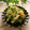 まろんかふぇ's cooksnap of when they made 豆苗とえのきの明太バター炒め.