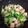 manakon's cooksnap of when they made まろやか～♪野菜と鶏のマスタード炒め.