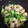 manakon's cooksnap of when they made まろやか～♪野菜と鶏のマスタード炒め.