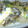 umemodoki's cooksnap of when they made 焼きねぎと舞たけの卵とじ丼☆.