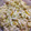 こおならはいか's cooksnap of when they made ちょー簡単♪白菜の柚子浅漬け♪.