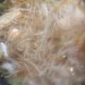 クックZ69KDS☆'s cooksnap of when they made 冷凍もつの下処理.