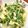 suiseikun's cooksnap of when they made 簡単☆水菜と油揚げのサッと煮.