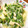 suiseikun's cooksnap of when they made 簡単☆水菜と油揚げのサッと煮.