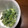 ダサコ's cooksnap of when they made 簡単☆菜の花のマスタードマヨあえ.