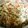 クックZ7YCHR☆'s cooksnap of when they made ゴボウの薫り高い炊き込みご飯★秘密はね….