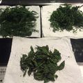 chi40's cooksnap of when they made レンジで乾燥★簡単なハーブの保存の仕方.