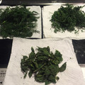 chi40's cooksnap of when they made レンジで乾燥★簡単なハーブの保存の仕方.