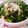 あーもこ's cooksnap of when they made あと一品☆ほうれん草の胡麻和え.