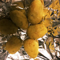 クックJYUHST☆'s cooksnap of when they made 【簡単おやつ】小さなサツマイモ.