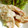 ☆よっしーらんど☆'s cooksnap of when they made イカの酒粕和え.