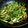 ohihs's cooksnap of when they made カブの葉でエスニック炒め.