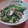 たまみそ's cooksnap of when they made 長いもと菜の花の辛子和え.