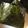 野球っ子's cooksnap of when they made ツナマヨおにぎり。.