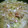 minorug's cooksnap of when they made 白菜といかのわた炒め.