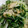 dober5's cooksnap of when they made 簡単♪ 水菜と油あげの煮浸し.
