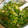 ウタウイヌ2's cooksnap of when they made ねぎ塩だれ.