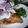 りりり♪'s cooksnap of when they made 鮭カマのムニエル.