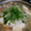 ☆なー♪☆'s cooksnap of when they made 豆腐ときのこのみぞれ鍋\(^o^)/簡単.