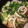 area_dc's cooksnap of when they made 青梗菜とイカのピリ辛オイスターソース炒め.