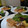 turby's cooksnap of when they made 鮭のマスタード焼き.