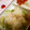 あまいこびと's cooksnap of when they made 下ゆで無し＊簡単＊ブロッコリーのてんぷら.