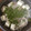 さおにゃんこ✨'s cooksnap of when they made 簡単！豚ともやしの蒸し鍋.