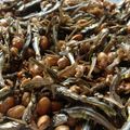 Bärlauch's cooksnap of when they made 煮干しで簡単★かりかり甘辛お魚大豆.