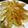 ぴとぴとぴとぴ's cooksnap of when they made 我が家のやみつき焼きギョーザ！.