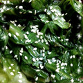 はなぱぱ's cooksnap of when they made レタスの外葉の炒めもの.