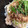 わ五助's cooksnap of when they made 白菜とえのきのつゆだく胡麻味噌納豆丼.