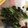 クックOSB55S☆'s cooksnap of when they made 簡単！ほうれん草とワカメのナムル.