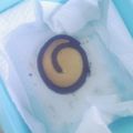 白黒まんじゅう's cooksnap of when they made 【更新】ホットケーキミックスで【簡単ココアクッキー♪】.