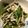 knoflook's cooksnap of when they made ♪小松菜とえのき茸の海苔わさび合え♪.