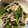 knoflook's cooksnap of when they made ♪小松菜とえのき茸の海苔わさび合え♪.