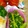 sakuっと。's cooksnap of when they made お弁当の一品！　菜の花で簡単ごまあえ！.