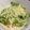 miya0811's cooksnap of when they made 朝食に☆水菜と納豆の天かすおろし和え.