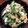 aoebi's cooksnap of when they made スナップえんどうのサラダ.