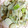 けななななん's cooksnap of when they made ほたてとゴボウのにんにく蒸し.