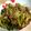 ぴかさーん's cooksnap of when they made 焼肉タレで簡単☆焼肉味の新玉ねぎ野菜炒め.
