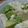 ひらあん's cooksnap of when they made アボカドと豆腐☆ナンプラードレ和え.