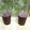 Sunflower✿'s cooksnap of when they made バナナとブルーベリーのシェイク☆.