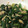 ちゃひmam's cooksnap of when they made 簡単☆ほうれん草とツナ炒め.
